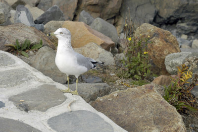 DSC_3052b.jpg