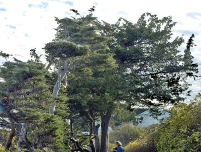 old cedar tree on trail.jpg