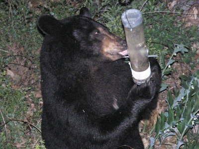 bear eating.jpg