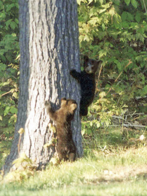 cubs climbing tree c J1.jpg