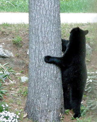 bear by tree 725.jpg