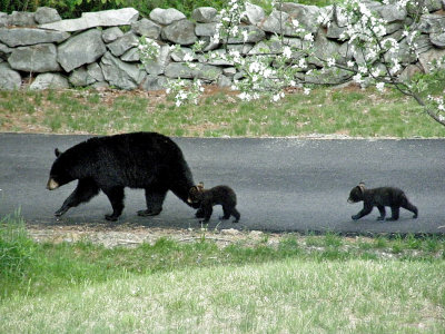 bear family.jpg