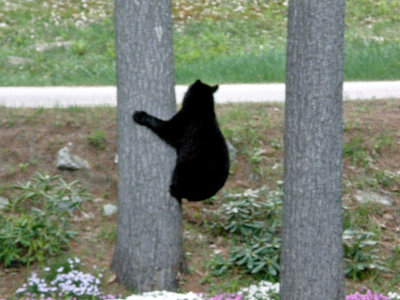 bear on tree 1050.jpg