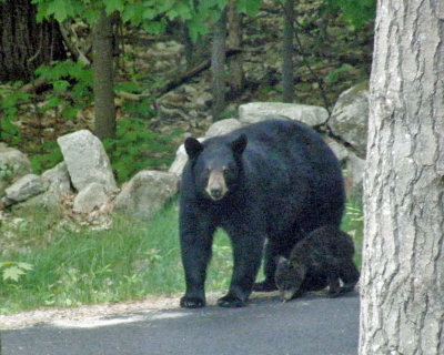 bears coming.jpg