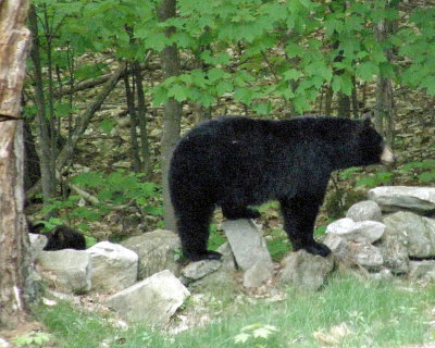 cub coming too 1050.jpg