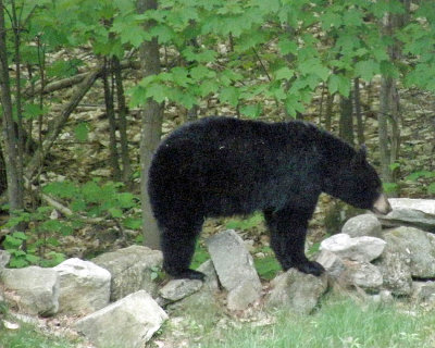 momma bear on wall 1050.jpg