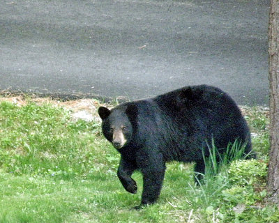 bear in yard 1050.jpg