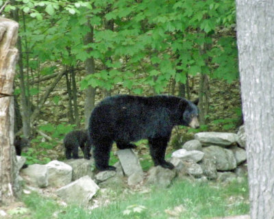bears on fence 1050.jpg
