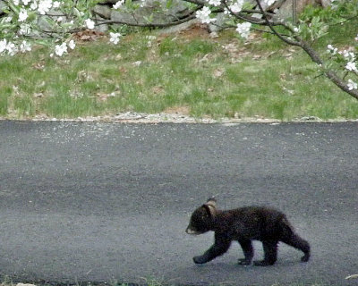 cub strolling 1050.jpg