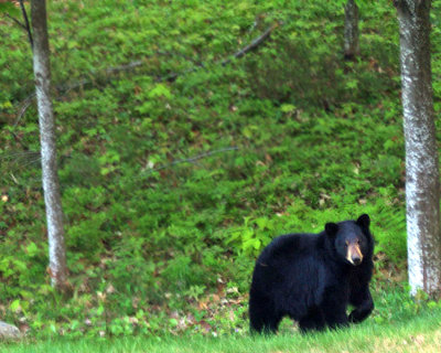 bear approaching 1050.jpg