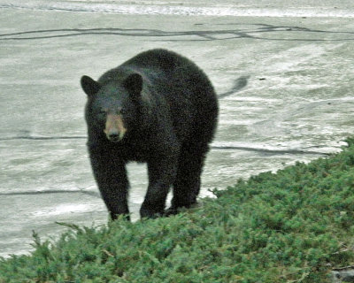 bear in driveway 1050.jpg