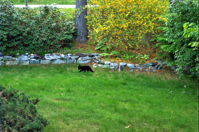 cub in yard 1050.jpg