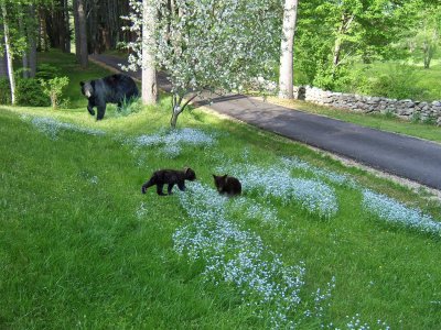 bear_visitors_5_2008