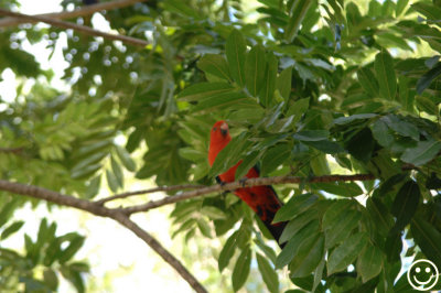 DSC_6659 Cania Gorge tourist park parrot.jpg