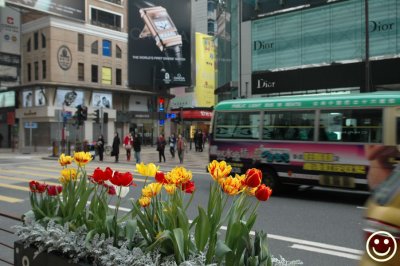 DSC_3816 tulips.jpg