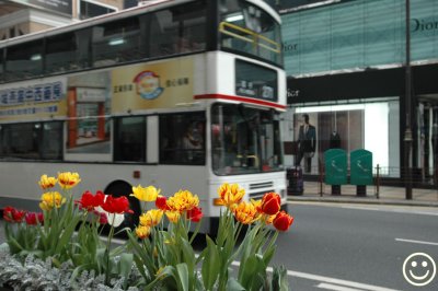 DSC_3817 tulips and bus.jpg