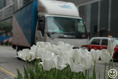 DSC_3822 snow white tulips.jpg