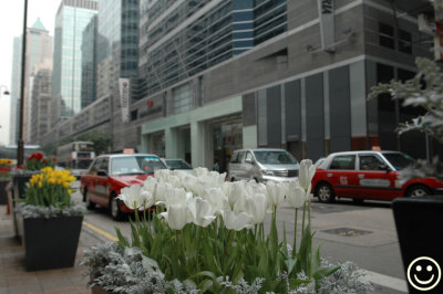 DSC_3825 tulips and traffic.jpg