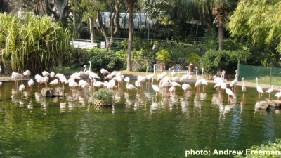 IMG_1552 Kowloon park Flamingos.jpg