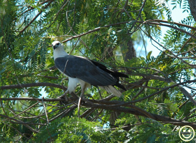 DSC_8996 White-bellied sea eagle.jpg