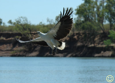 DSC_9004 White-bellied sea eagle in flight.jpg