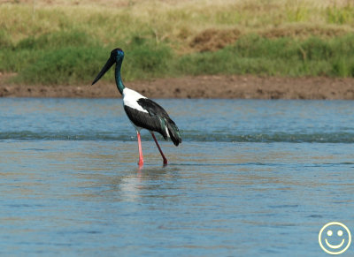 DSC_9029 Black-necked stork- Jabiru.jpg