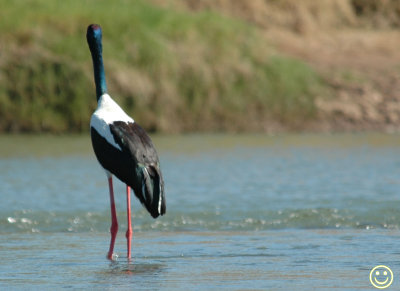 DSC_9044 Black-necked stork Ephippiorhynchus asiaticus.jpg