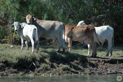 DSC_9054 Packer's cattle.jpg