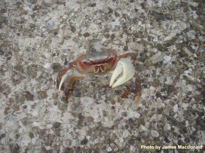 P4114253 Kiritimati crab.jpg