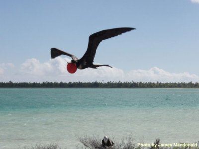 P4144301 Male frigatebird.jpg