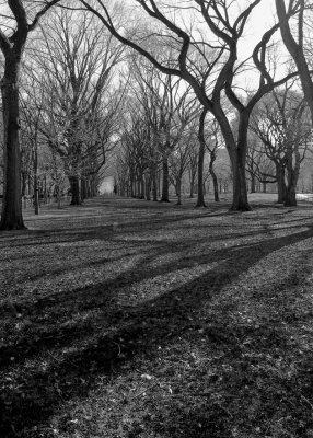  trees2.jpg