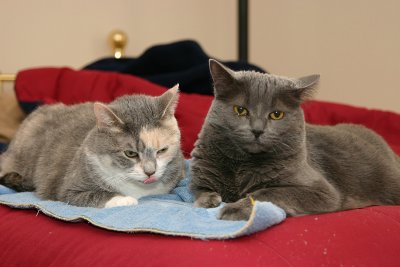 Priscilla (RIP)