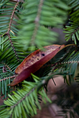 Cradled Autumn Leaf.jpg