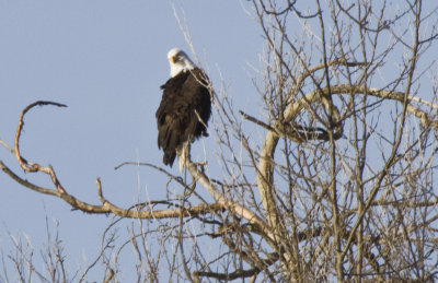 _MG_1781_Bald Eagle.JPG