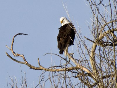 _MG_1782_Bald Eagle.JPG