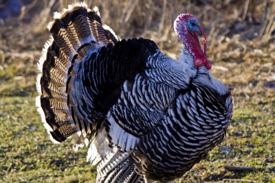 _MG_1826_Turkey.JPG