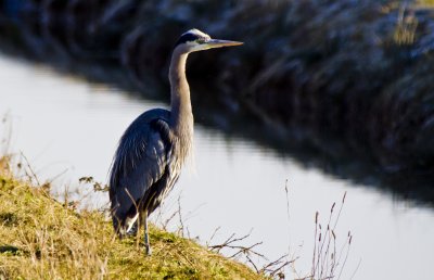 _MG_1835_Great Blue Heron.JPG