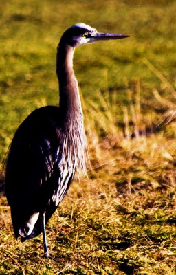 _MG_1837_Great Blue Heron.JPG