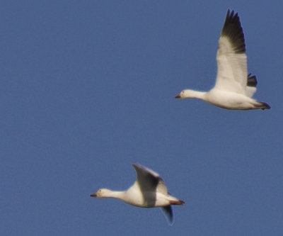_MG_1840_Canadian Geese.JPG