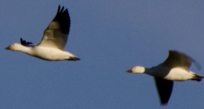 _MG_1843_Canadian Geese.JPG