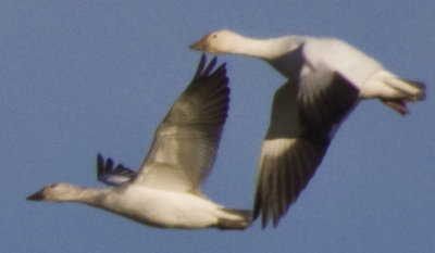 _MG_1844_Canadian Geese.JPG