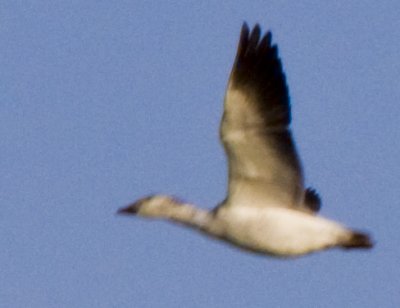 _MG_1850_Canadian Geese.JPG