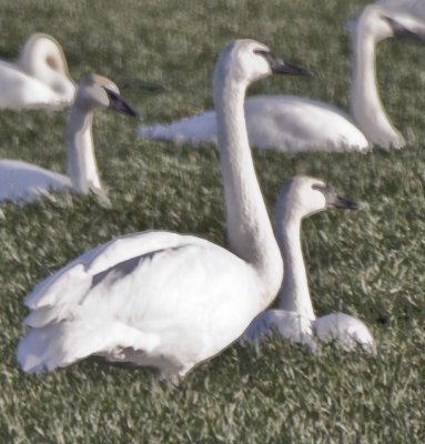 _MG_1862_Trumpeter Swans.JPG