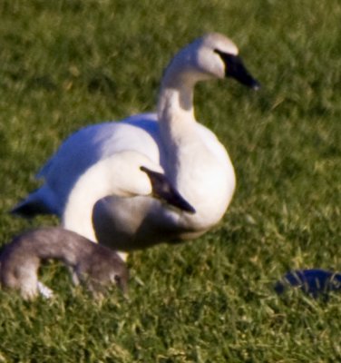 _MG_1870_Trumpeter Swans.JPG