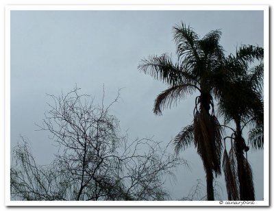 grey sky.jpg