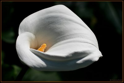 Cala Lily.jpg