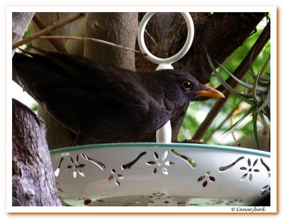 Blackbird in my Window.JPG