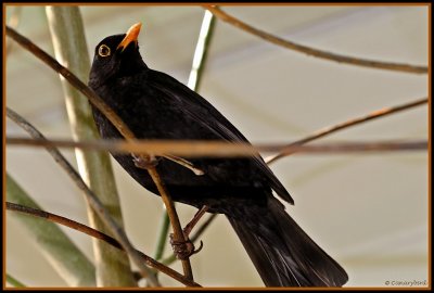 Male Blackbird 1.JPG