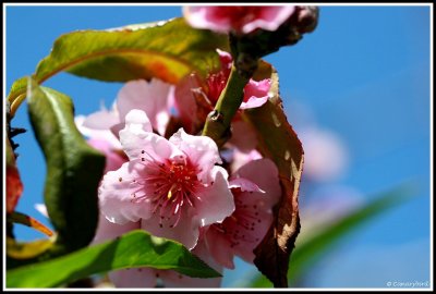 Peach Blossoms.JPG