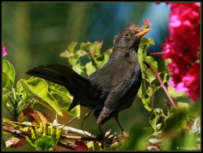 Mother Blackbird.JPG